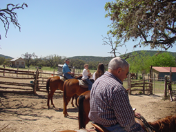 Dixie Horses